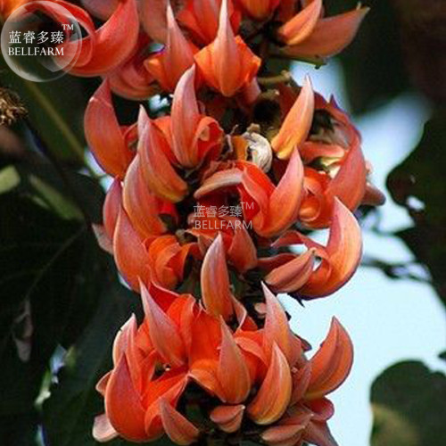 BELLFARM Strongylodon Orange Jade Vine Perennial Climbing Flower Seeds, 5 seeds, professional pack, fragrant heirloom plants