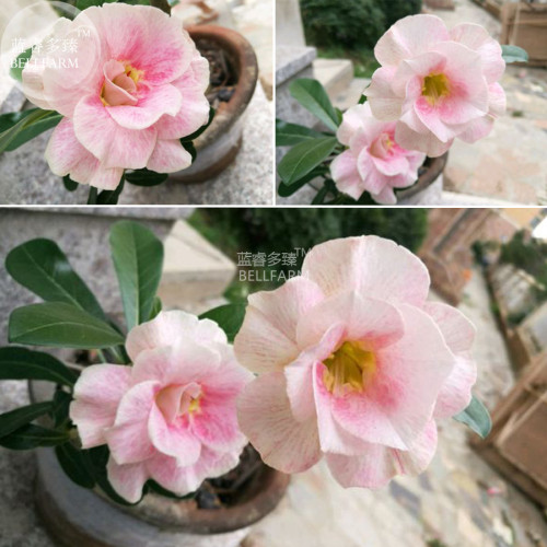 BELLFARM Adenium Light Pink 'peach blossom' Flower Seeds, professional pack, 3-layer home garden perennial flowers