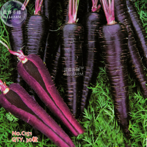 BELLFARM Dark Purple Carrot Hybrid Seeds, 30 Seeds, original pack, Daucus carota var.DC tasty rare vegetables C151