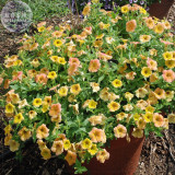 Yellow Orange Star Petunia Seeds, 200 Seeds, Professional Pack, annual yellow petals with orange red color E4138