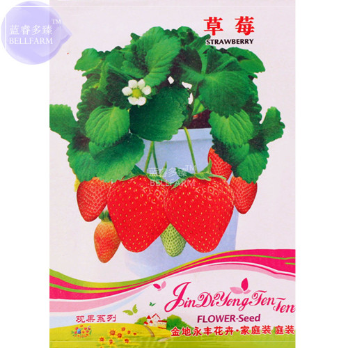 BELLFARM Bonai Giant Strawberry Seeds, 40 Seeds, Original Pack, organic tasty red fruit plants E4303