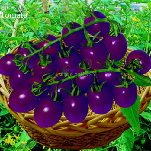 New Hybrid Purple Pearl Cherry Tomato Seeds, 100 Seeds, Simple pack, Tasty Sweet Fruit Edible TS196T