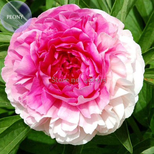 Heirloom 'Rose Heart' Peony Flower, 5 Seeds, rare color pink inside white outside double petals E3969