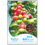 Heirloom Colorful Coffee Bean Seeds, Original Pack, 10 seeds, high medicinal value  IWSB112