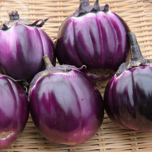 BELLFARM Eggplant Violet Colors with White Streaks Vegetable Seeds, 100 seeds, professional pack, soft sweet organic plants