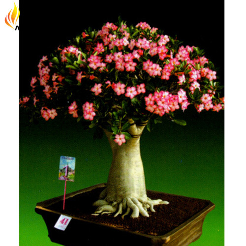 Heirloom Pink Desert Rose Adenium, 2 Seeds, Rare Bonsai Flowers E3535