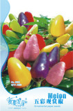 Anhui Heirloom Colorful Hot Ornamental Pepper Organic Seeds, Original Pack, 35 Seeds / Pack, Bonsai Indoor Landscape Plant E3101