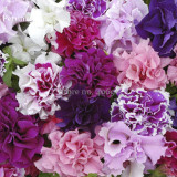 Rare Colorful Wavy Petunia Flowers, 100 Mixed Seeds, fragrant dazzling flowers light up garden E3701