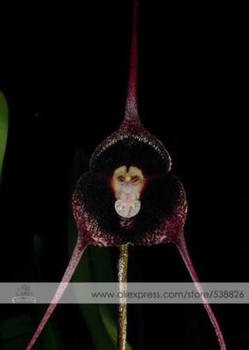 1 Professional Pack, approx 50 Seeds / Pack, Dracula Pholeodytes Monkey Orchids The Cave-Hiding Dracula Flower Seeds #NF281