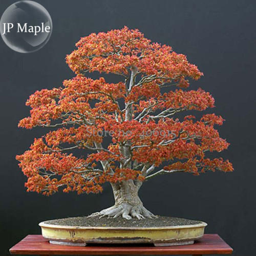 Northern Sugar Acer Japanese Maple Tree, 20 Seeds, bonsai ornamental tree E3957