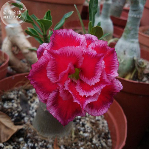 'Rumble Fish' Adenium Desert Rose, 2 Seeds, big blooms fire red & pink edge double petals E4006