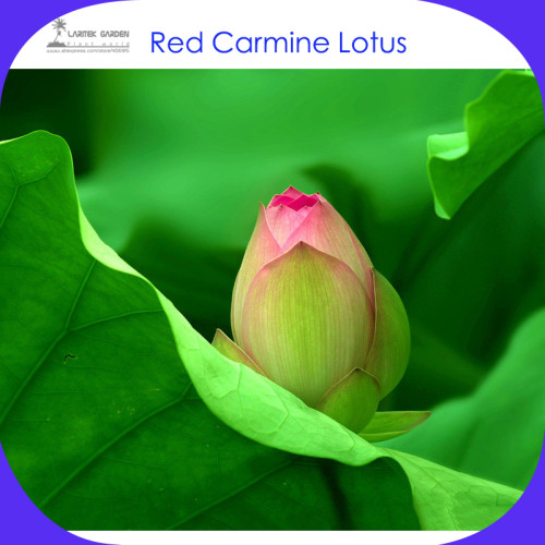 ' Red Carmine' Lotus Seeds, 5 Professional Packs, 1 Seed / Pack, Beautiful Nelumbo Nucifera Flowers #LG00004