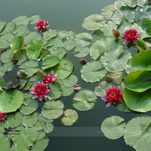 1 Professional Pack, 1 seed / pack, Mini Dark Red Bonsai Lotus Flower Seeds #A00190