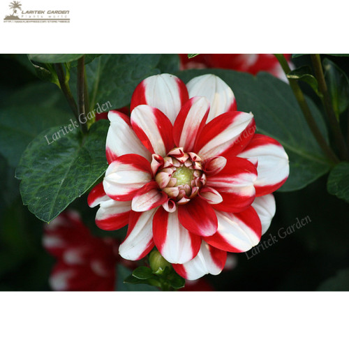 Red White Dahlia Pinnata Flower Seeds 20+ Garden Bonsai Indoor Outdoor available