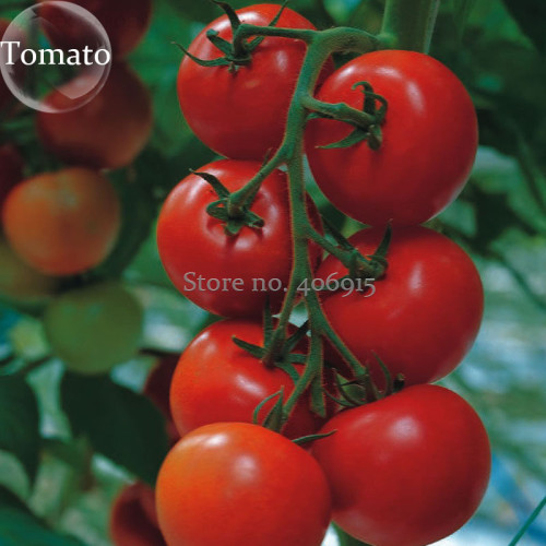 Solanum lycopersicum L. Tomato 'Shirley' F1 Hybrid, 100 seeds, tasty early maturing tomato E3867
