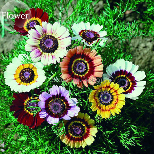 Heirloom Tricolor chrysanthemum Rainbow Colors, 20 mixed seeds, pyrenthrum painted daisy chrysanthemum carinatum flower E3879