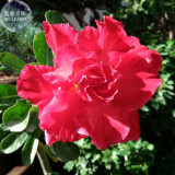 BELLFARM Bright Red Adenium Desert Rose Flower Seeds, 2 seeds, 10-layer big blooms home garden plants E4321