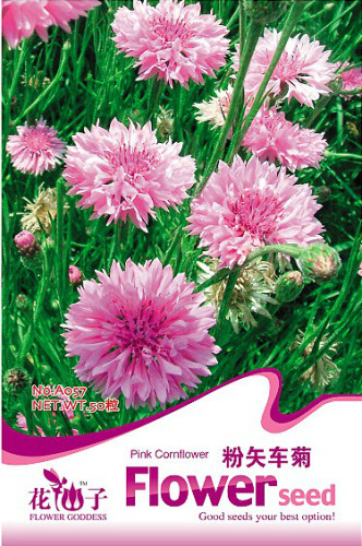1 Original Pack, 50 seeds / pack, TALL Pink BACHELORS BUTTON CORNFLOWER Seeds #A057