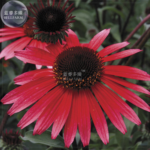 BELLFARM Echinacea 'SOLAR FLARE' Dark Red Big Single Petals Bonsai Flowers, 200pcs 'seeds' Drought Tolerant Perennial