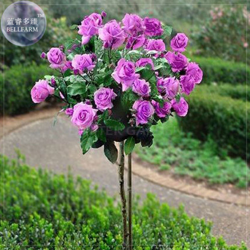 'Qi pai' Purple Big Blooms Rose Tree Seeds, Professional Pack, 50 Seeds, double petals compact flowers E4068