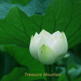 1 Professional Pack, 1 seed / pack, Purely White Nelumbo Nucifera China Beautiful Lotus Pad Flower Pond Seeds #NF167