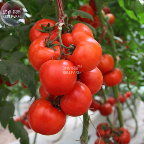 BELLFARM Large Tomato Middle Red Truss Plant Seeds, 100 Seeds, professional pack, sweet fruits indeterminate growth plant BD139H