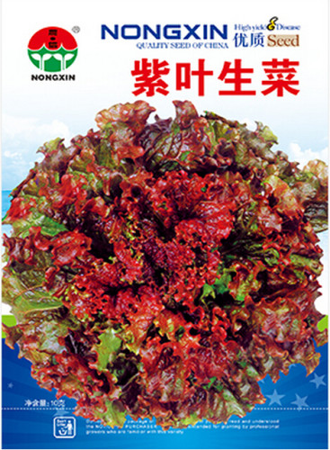 Red Iceberg Lettuce Heirloom Organic Seeds, 1 Professional Pack, 2000 Seeds / Pack, Tasty Vegetable Salad Seeds #NF611
