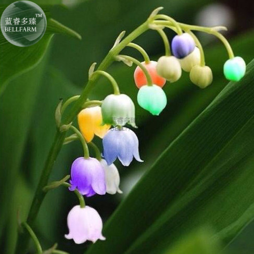 BBELLFARM Rare Colorful Lily of the Valley Convallaria Majalis Perennial Flower Seeds, 50 Seeds / Pack, Very Beautiful E3407