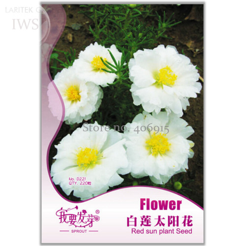 Beautiful White Sun Plant Seeds, Original Pack, 220 seeds, pure and beautiful flowers light up your garden IWSD221