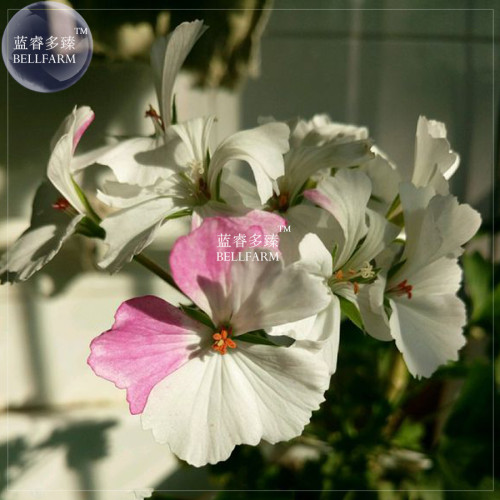 BELLFARM Geranium Bonsai Purely White & Light Pink Flower Plant*Seeds(no soil), 10pcs/pack, big blooms home garden