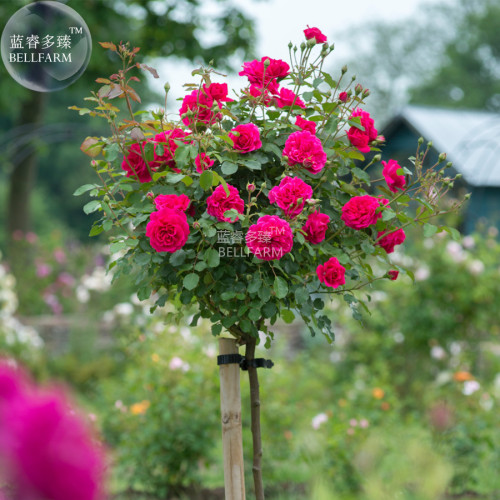 BELLFARM Rose Tree Rose-red Perenial Flower Seeds, 50 seeds, professional pack, big blooms strong fragrant home garden