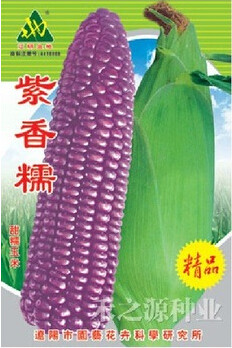 1 Original Pack, 100g Seeds / Pack, Purple Glutinous Maize Corn Seeds, Heirloom NON-gmo Organic Tasty Crops
