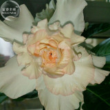 BELLFARM Rare Adenium Seeds, 2 Seeds, light orange 6-layer petals desert rose E4043