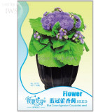 Beautiful Ageratum Conyzoides Seeds Bonsai, 60 seeds, long flowering ornamental plants IWSD272