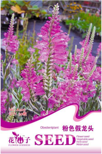 Pink False Dragonhead Flower Perennial Seeds, Original Pack, 30 Seeds / Pack, Obedient Plant Physostegia Virginiana A205