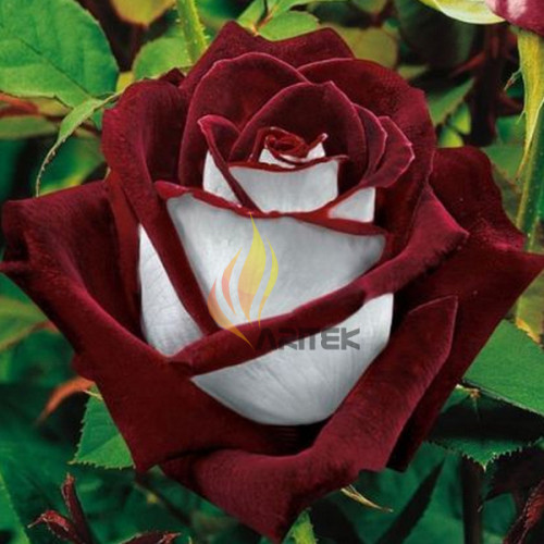 BELLFARM 'LOVE IN ROSE' RARE RED WHITE Bonsai Flowers, 420pcs/package, big blooms heirloom home garden #A00020
