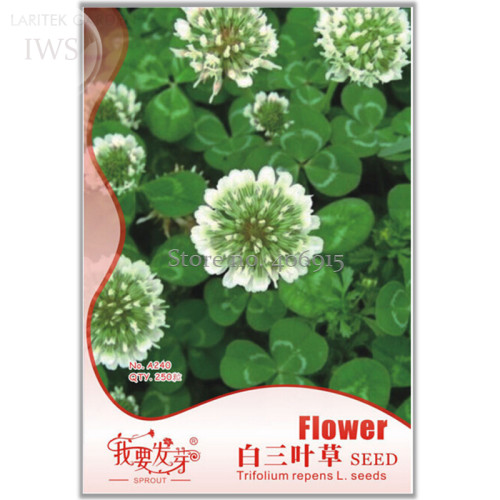 Clover Seeds Bonsai Trifolium Repens Beauty Lucky, Original Pack, 250 Seeds, improve the environment IWSA240