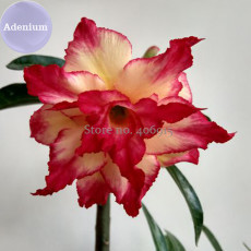 BELLFARM 4-layer Red Yellow Adenium, 2 Seeds, red outer edge with yellow interior on one petal E3977