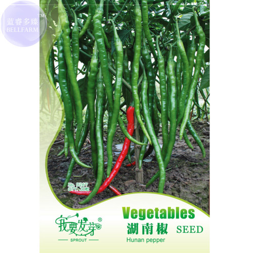 Hu'nan Green Long Hot Chili Seeds, Original Pack, 30 Seeds / Pack #TS042