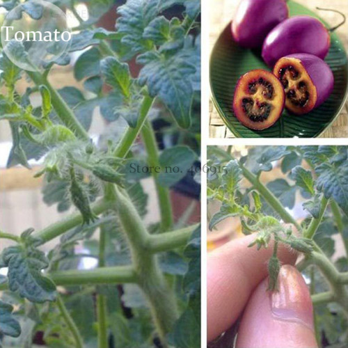Heirloom Small Bright Purple Tomato Hybrid F1, 100 Seeds, high yield vegetables E3795