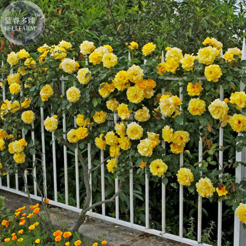 BELLFARM Rose Orangish Yellow Climbing Tree Plant Seeds, 50 Seeds, big compact light fragrant flowers E4263