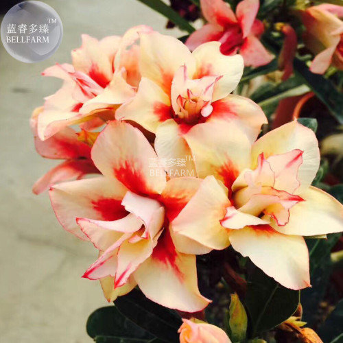 BELLFARM Adenium Redish Orange Petals Dark Red Centre Edge Bonsai Flower Seeds, 2pcs, 4-layer desert rose home garden bonsai