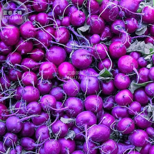BELLFARM Radish Purple Plum Mini Vegetable Seeds, 100 seeds,  raphanus sativus flesh root vegetables