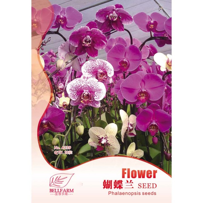 BELLFARM Phalaenopsis Purple Pink Butterfly Orchid Bonsai, 10pcs Seeds Original Pack, light fragrant home garden flowers