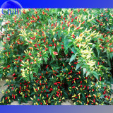 Organically Grown Angkor Sunrise Hot Pepper Seeds, 30 Seeds. heirloom non-gmo vegetables E3558