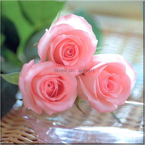 Heirloom Water Pink European Rose Flowers, Professional Pack, 20 Seeds, light fragrant rare flowers E3545