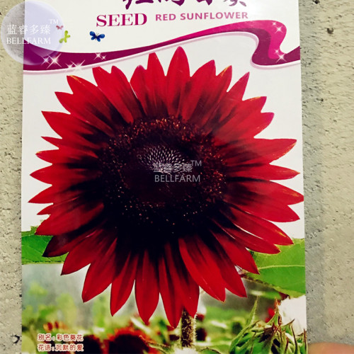 BELLFARM Sunflower Dark Red & Fresh Red Flower Seeds, 6 seeds, original pack, very beautiful ornamenatl bonsai sunflowers E4300