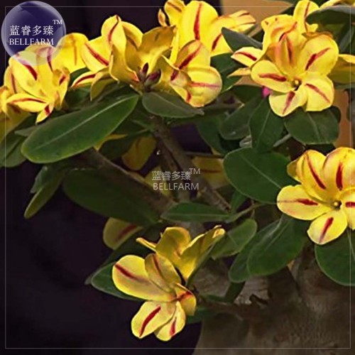 BELLFARM 'Whirlwind' Yellow Adenium Bonsai 2pcs Seeds Heirloom Single Petals Deep Red Stripes Light Fragrant Flowers