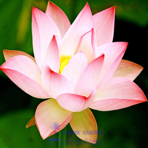 1 Professional Pack, 1 seeds / pack, Emilia Pink Lotus Flower Nelumbo Nucifera DIY #A00145