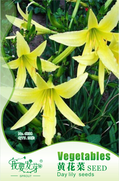 1 Original Pack, 10 Seeds / Pack, Hemerocallis Citrina Baroni Seeds, Heirloom Tasty Day Lily Herb Vegetables #NF535